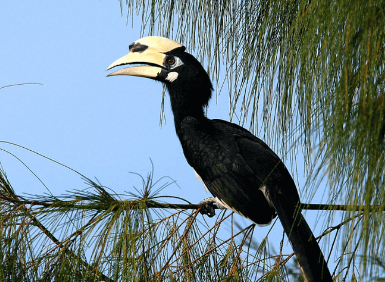 Desaru Coast Birdwatching