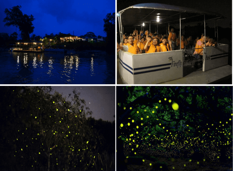 Kota Tinggi Firefly Park