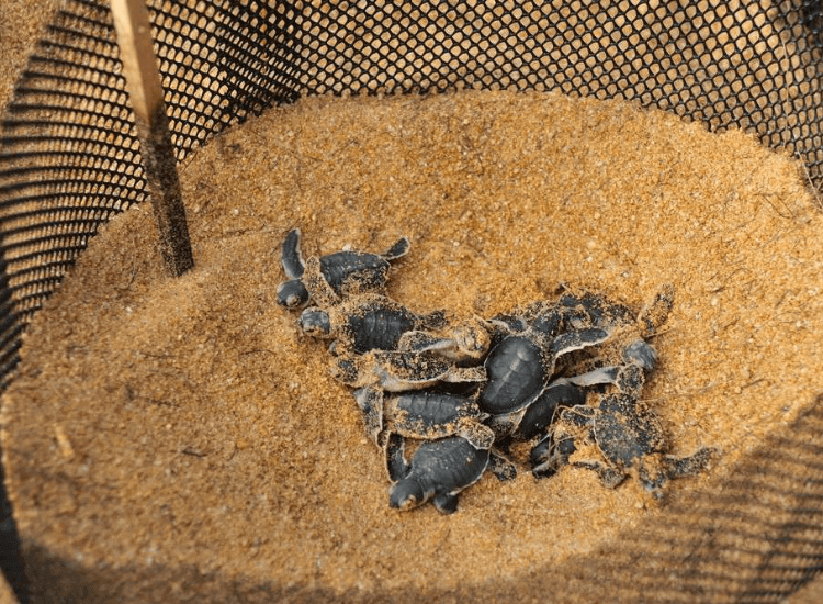 Ma'Daerah Turtle Sanctuary Centre