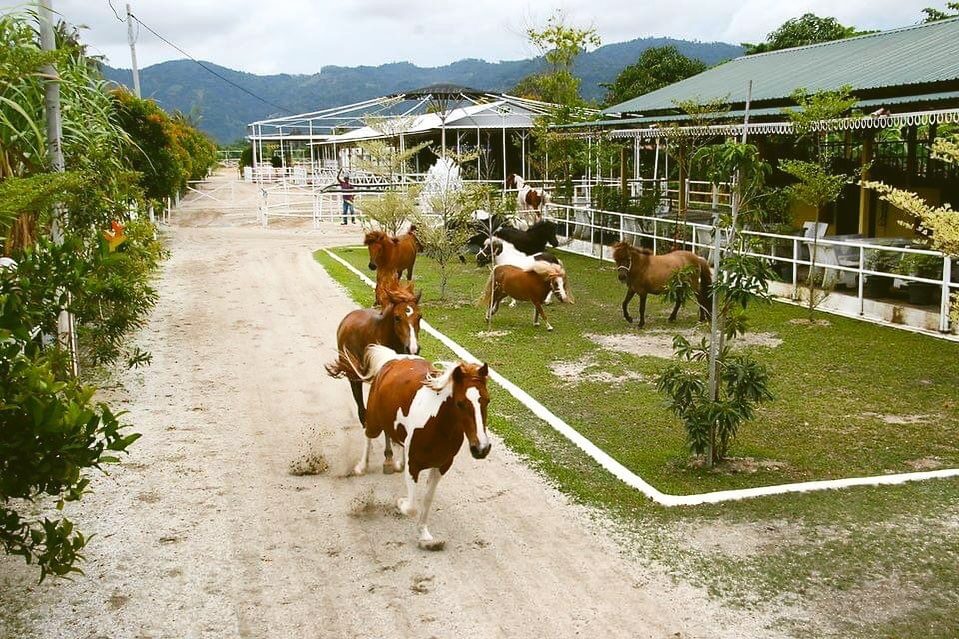 Countryside Stables Penang