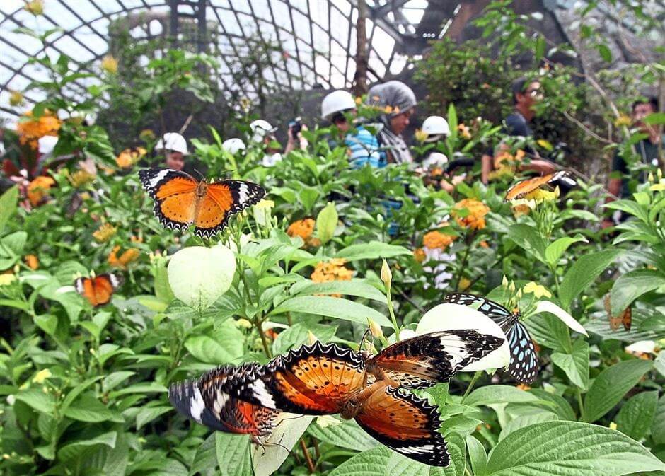 Entopia by Penang Butterfly Farm