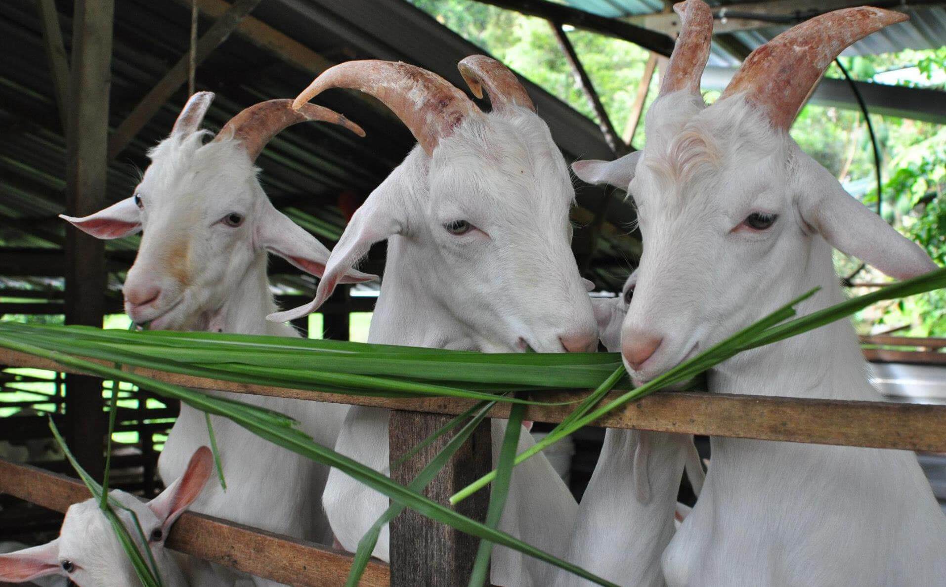 Saanen Dairy Goat Farm