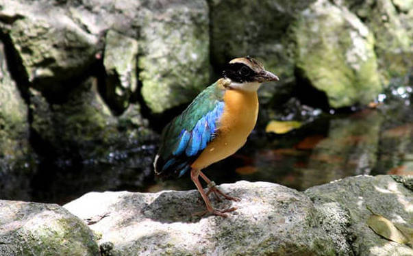 Taman Burung Pulau Pinang (Penang Bird Park)