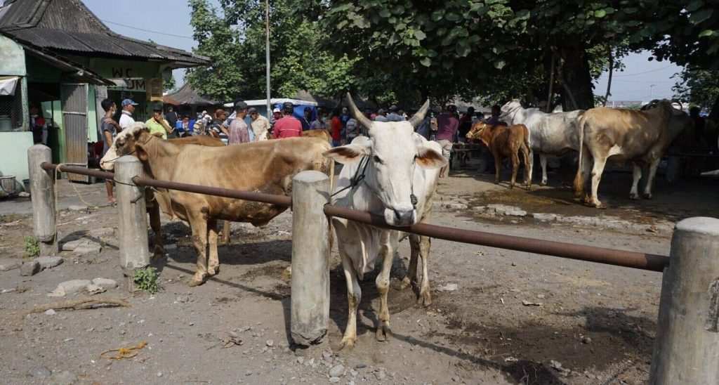 lembu untuk dikorban dan solat sunat aidiladha