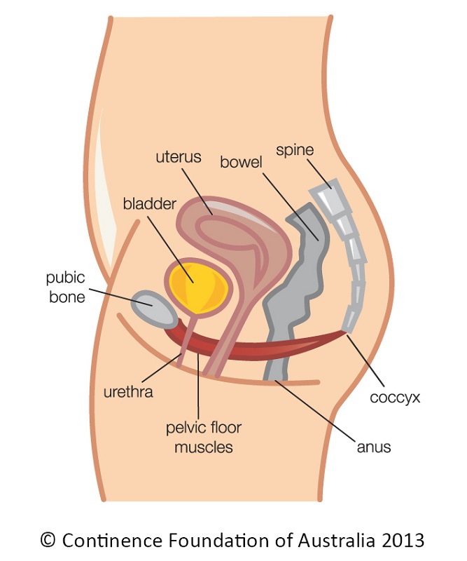 pelvic-floor-exercise