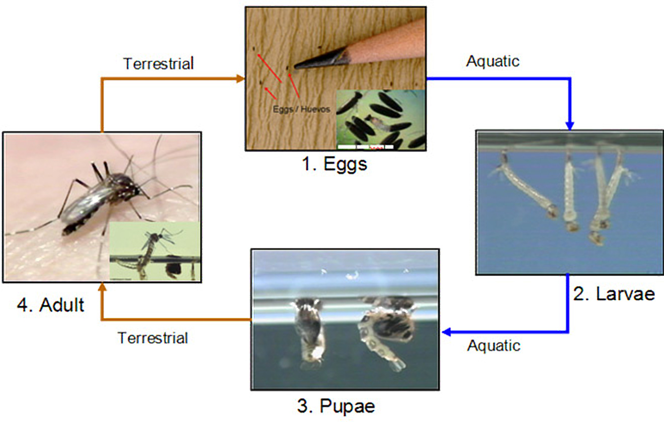 know-dengue-lifecycle