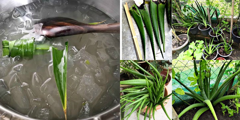 Yati’s aloe vera concoctions are harvested from her own garden. On the extreme right bottom picture, is the Giant Aloe Vera where the leaves grow to at least 61cm in length. This recipe is using one of its leaves.