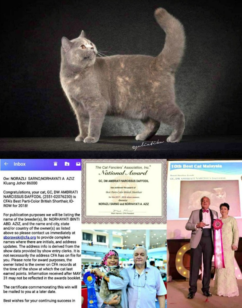 Clockwise: The Grand Champion Ambriati Narcissus Daffodil, parti-colour British Shorthair; Nancy F Jipanis (friend and fellow competitor) receiving the award on behalf of Norhayati; cat, Norhayati, ribbon and judge; certificate and official congratulatory message.
