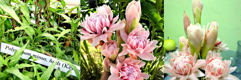 (From left) Vietnamese Mint or Coriander or Daun Kesum (Image Credits: By Yosri), and Yati’s Bunga Kantan or Torch Ginger Flower, some of which has bloomed. Sometimes, when not cooked, Yati uses her Torch Ginger Flowers for decoration. They have a lovely scent.