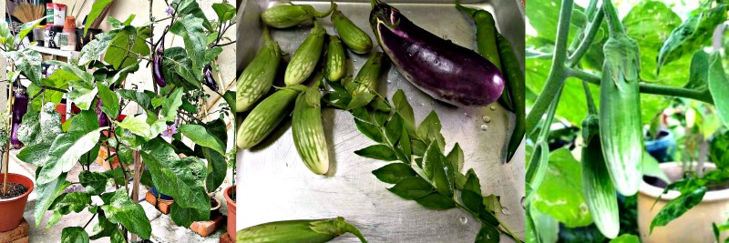 Yati grows two types of brinjals in her garden as you can see ─ the usual purple brinjal and the Terung Telunjuk or Yellow Eggplant. The chillies and curry leaves also come from her garden.