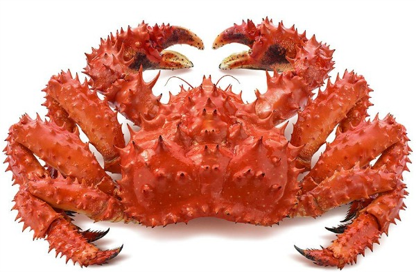 This is the Red King Crab. There are actually three varieties ─ Red, Blue and Gold. (Image Credit) parenting.firstcry.com