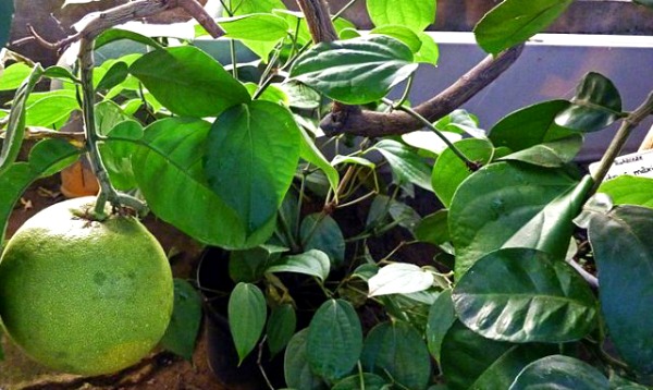 A pomelo and its leaves. Full Moon, Red Eggs and Babies 