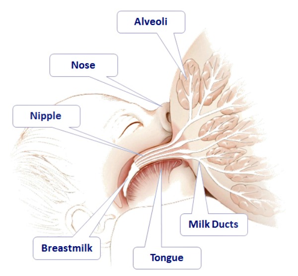 Normal Pressure Pain in Breastfeeding: Did you know that with every suck baby gives, your nipple is being stretched to two to three times its resting length? If you consider how many sucks a baby gives in a feed, and how many times a day you breastfeed, it quickly becomes clear that your nipples are taking quite a beating. This stretching can cause your nipples to feel sore in the beginning of the feed when baby starts to suck, but the pain then goes away as baby settles into a comfortable suckling rhythm.