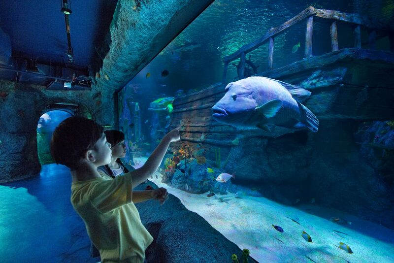 Enjoy Sea Life with your family at LEGOLAND® Malaysia Resort