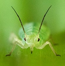 Aphid Up Close