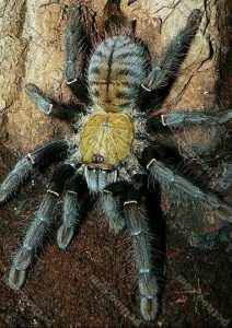 Malaysian Earth Tiger Tarantula