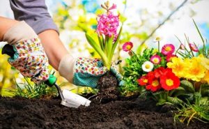 Planting Flowers as one of the hobbies