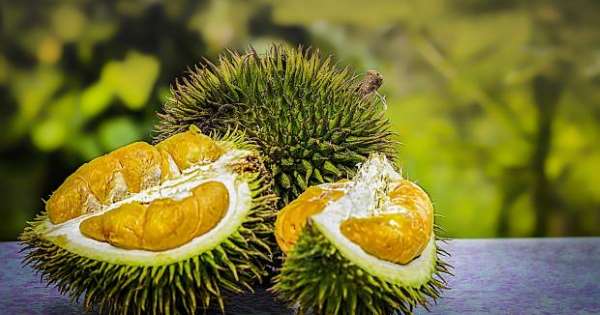 can pregnant women eat durian