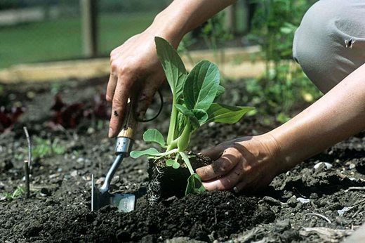 Woman gardening