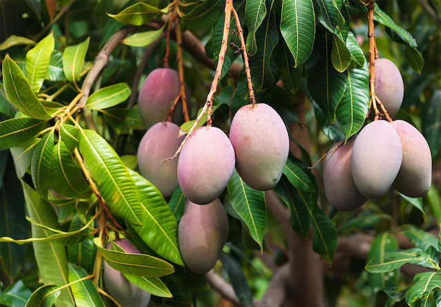 Mango on Tree