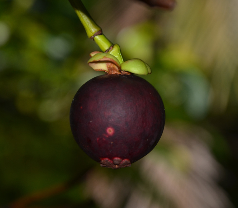 Mangosteen On Branch