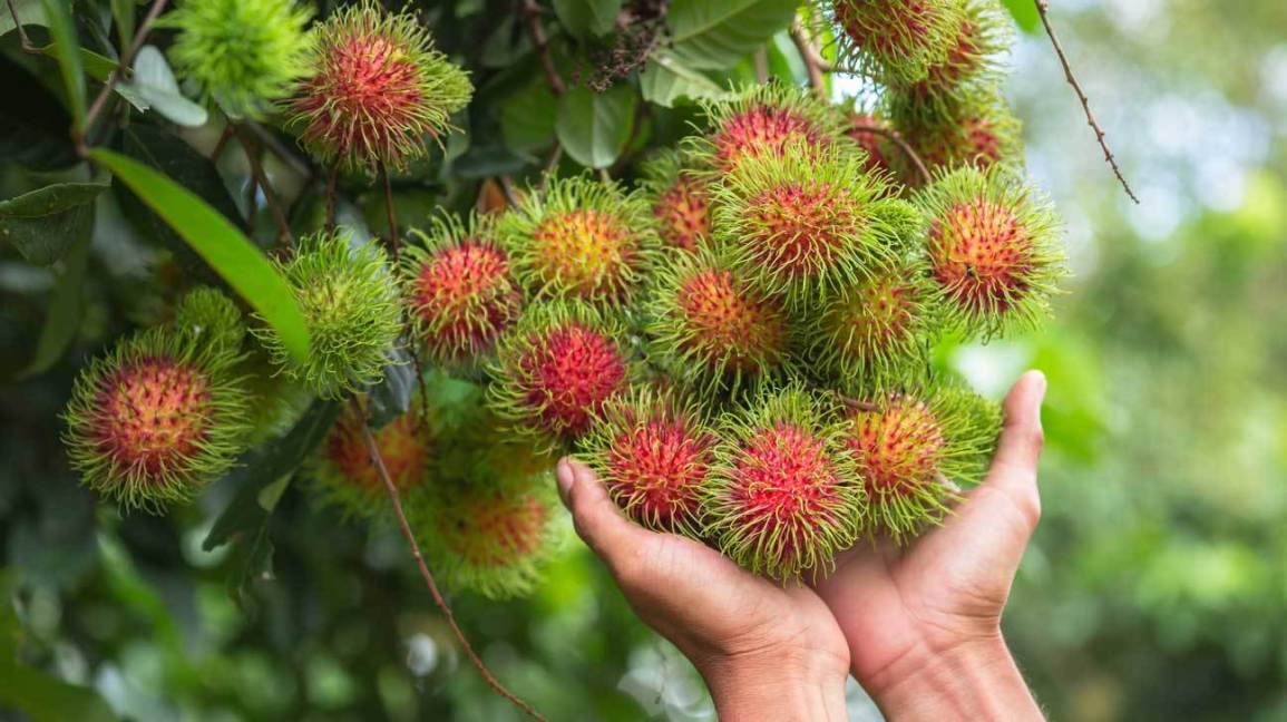 Bunch of Rambutans on Tree