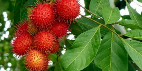 Rambutans On A Branch