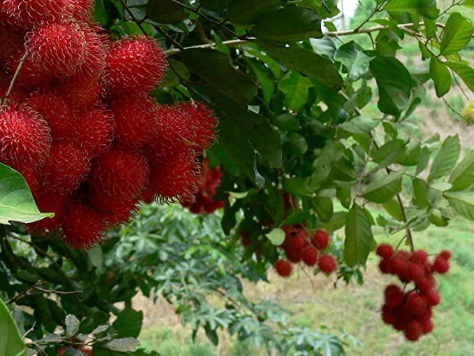 Backyard Rambutan Tree