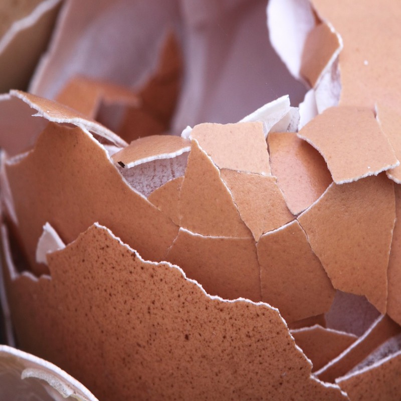 eggshells source for calcium