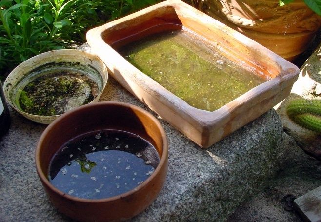 Water Stagnating In Pots