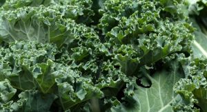 fresh curly green kale