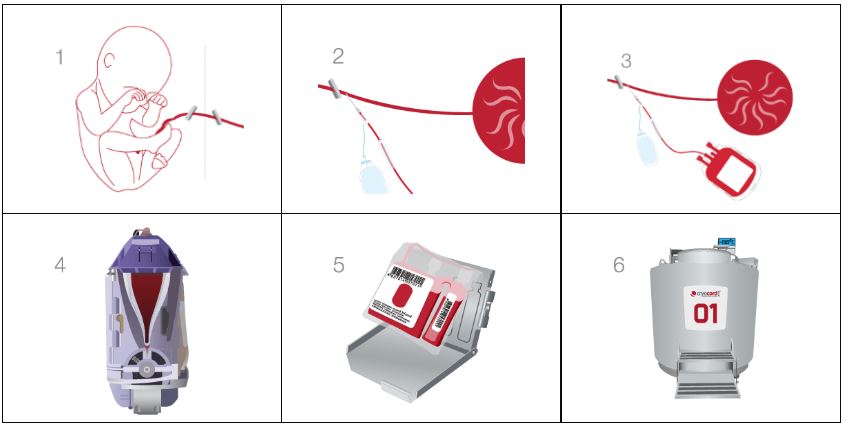 the process of the collection of stem cell