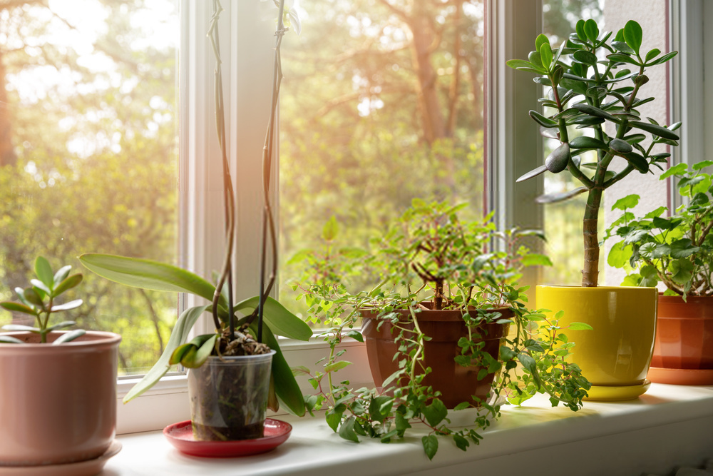 indoor plants at house 