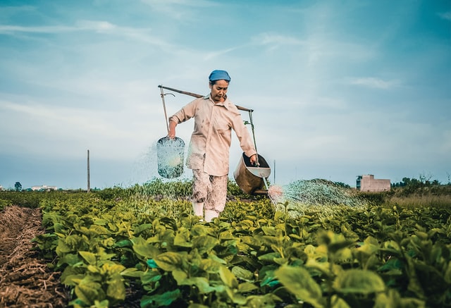 World Food Day - appreciating the farmers, the unsung heroes. 