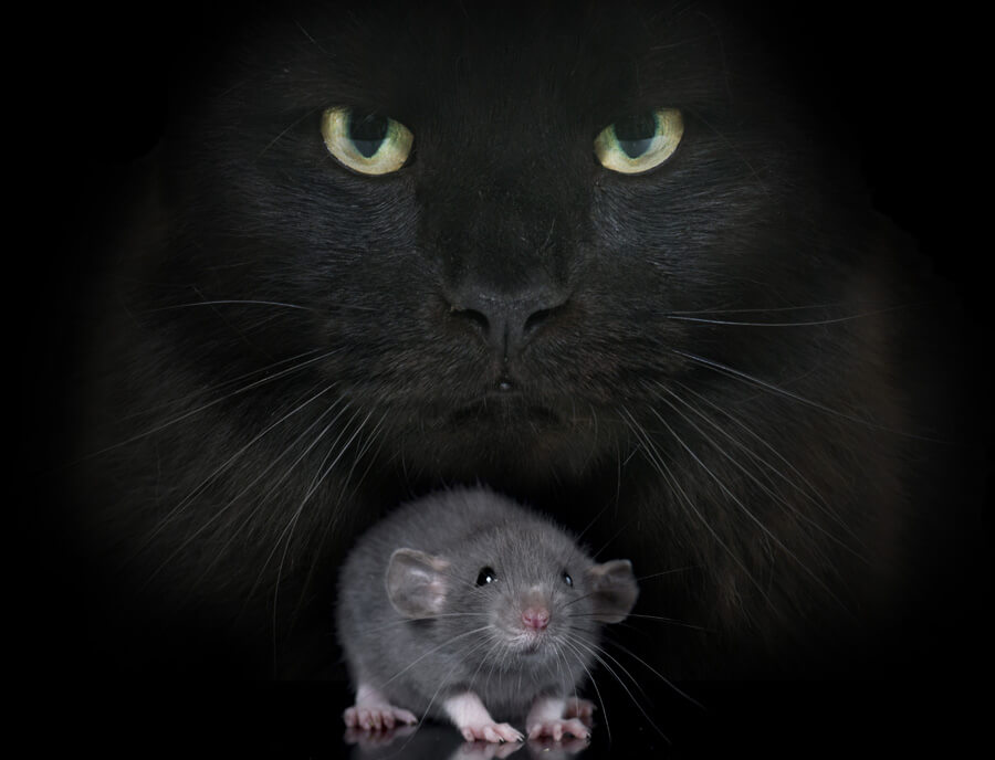 Cat and Rat