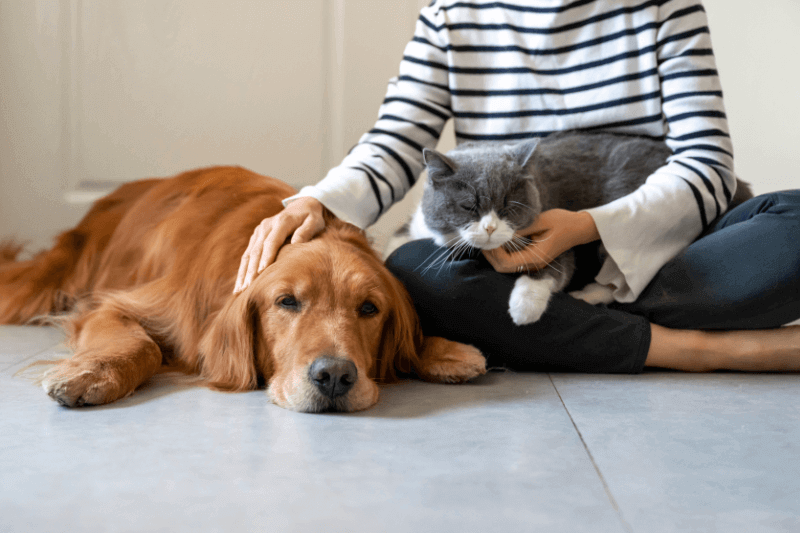 cat and dog myths