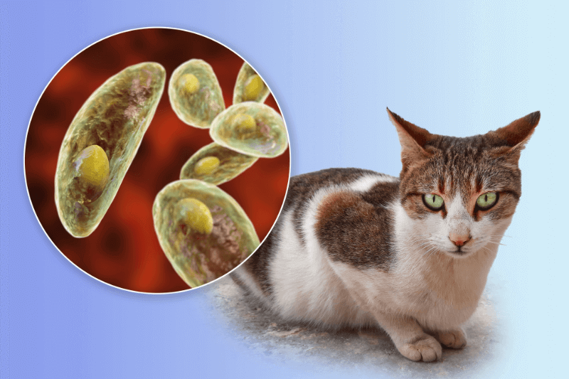 cats toxoplasmosis