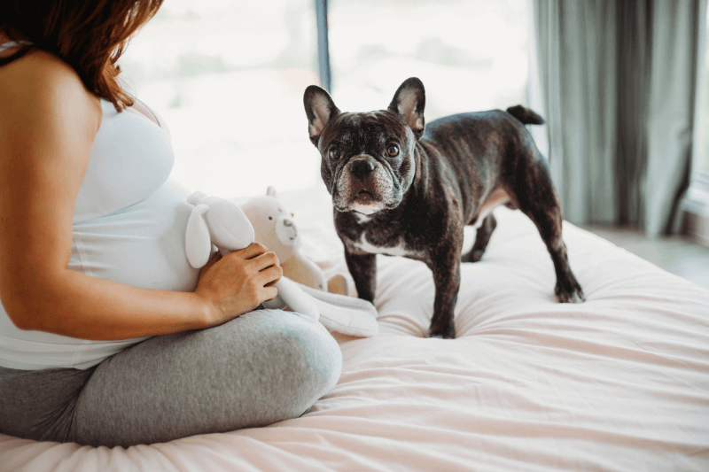 pets during pregnancy