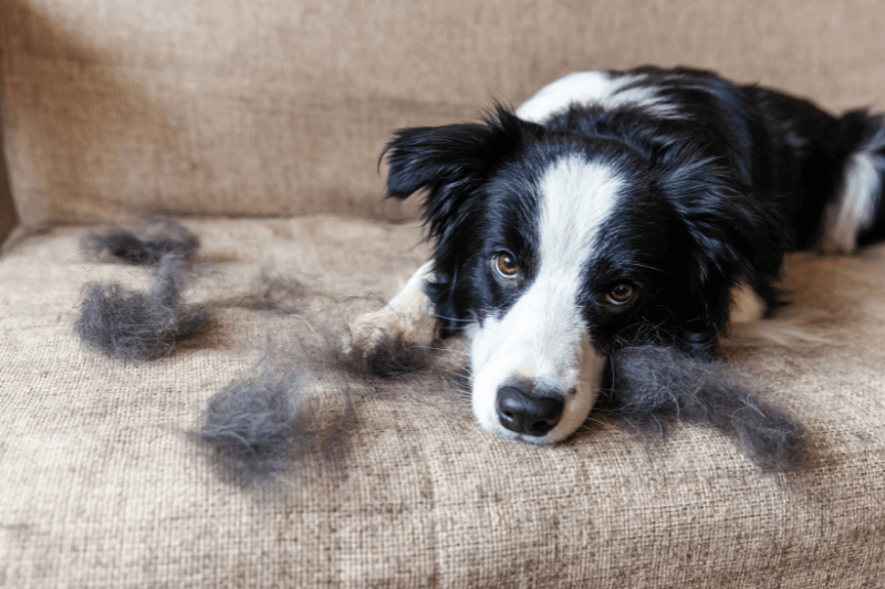 pets fur allergens