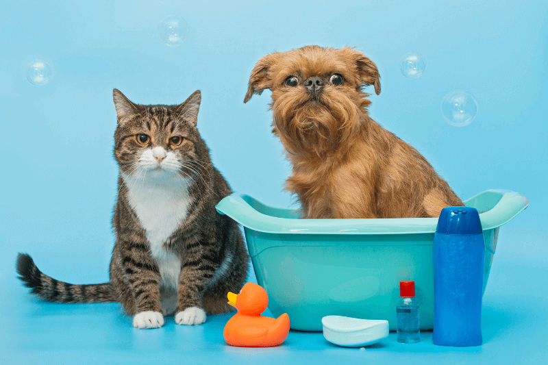 pets hygiene