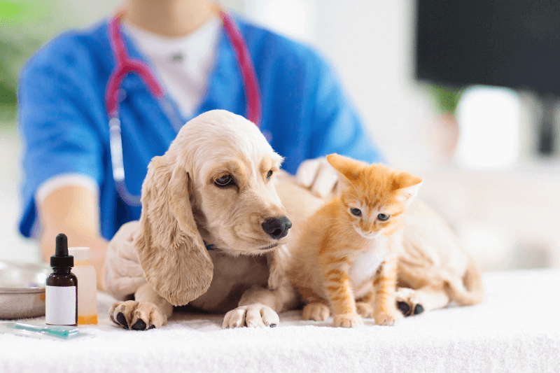 pets vet checkup